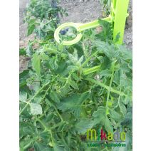 Sachet de 6 attaches pour tuteur Vert Anis